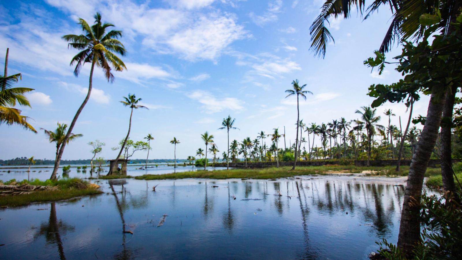 Tranquil tropical scene with palm trees by the calm water, under a vibrant blue sky