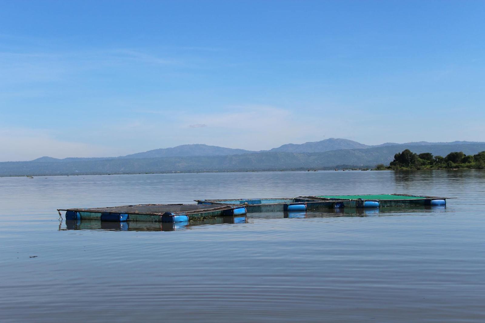 Floating fish cages on a calm lake with distant hills