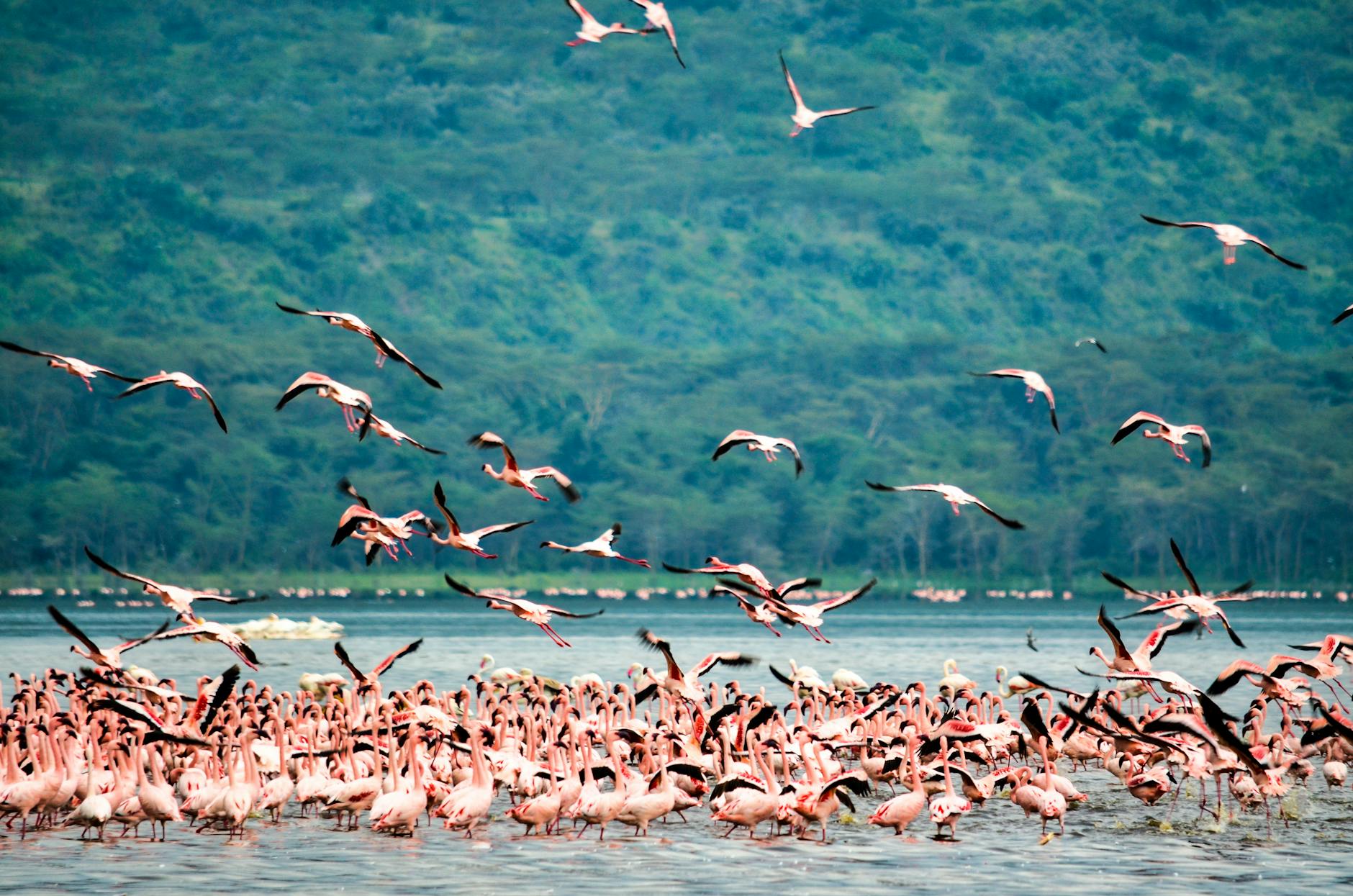 Lake Nakuru Flamingos, Kenya