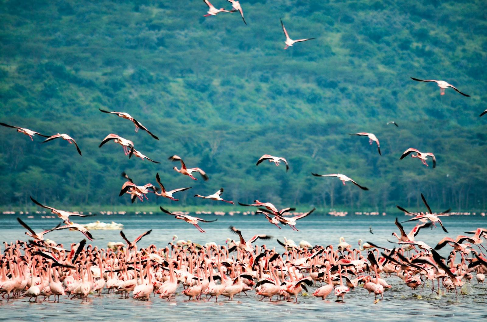 Lake Nakuru Flamingos, Kenya