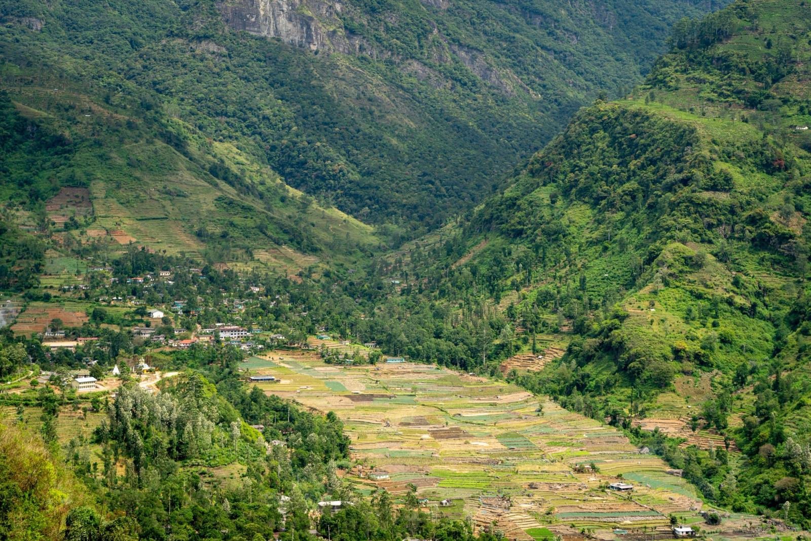 Explore the lush greenery and terraced fields of Mandaram Nuwara, a picturesque Sri Lankan village