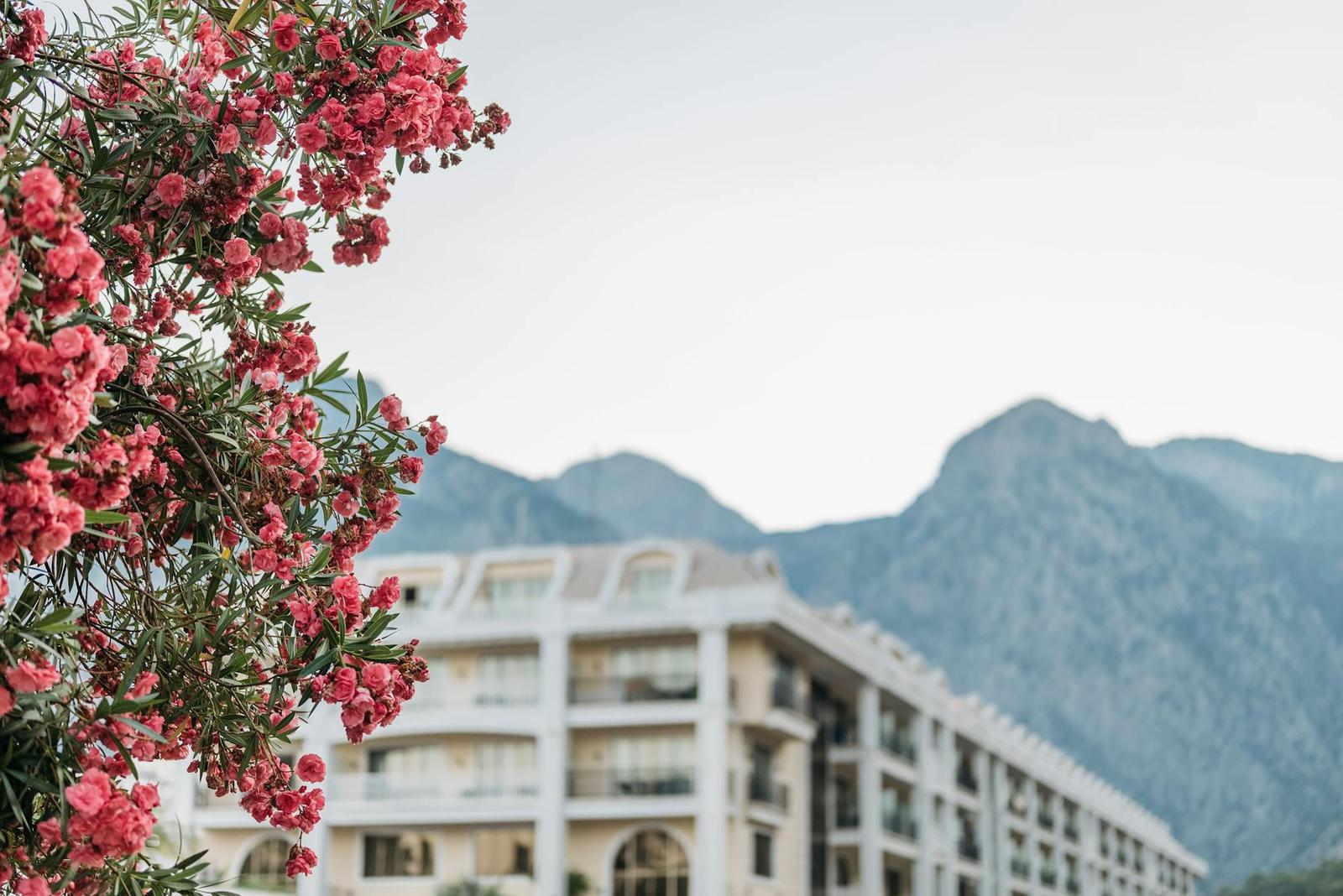 Pink flowering shrubs in the foreground of a hotel building with mountains behind