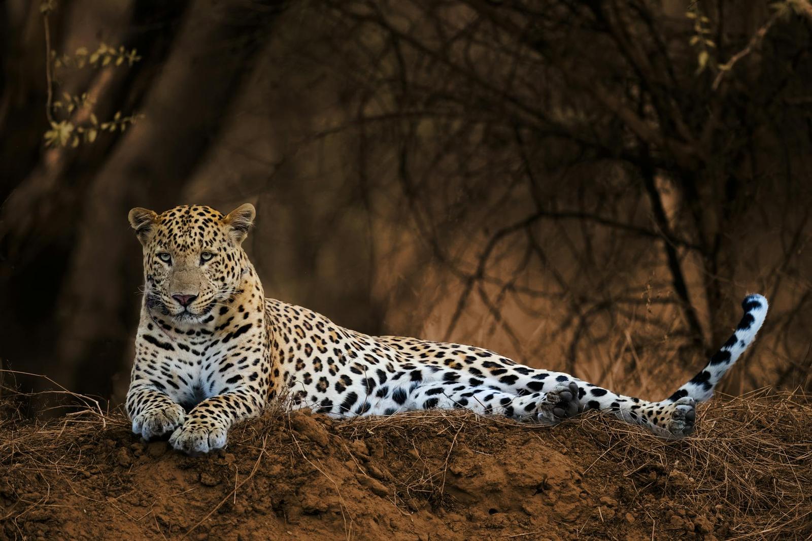 Leopard resting on a rocky mound amid dry scrub