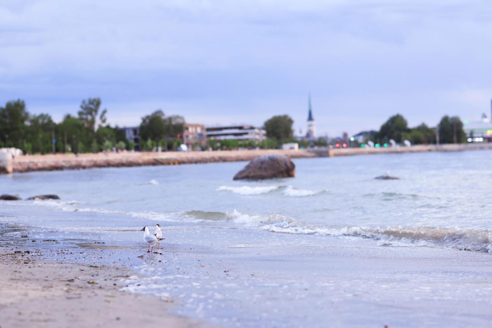 Two seagulls on a peaceful Baltic coast with cityscape in the background