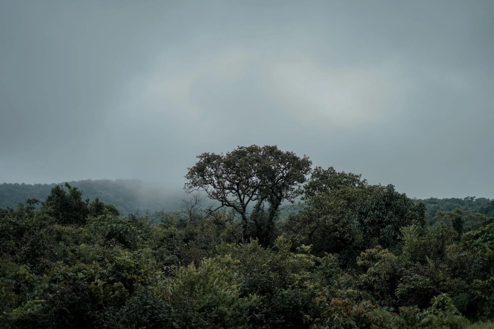 Serene misty forest scene in Kolhapur, India, perfect for nature-themed visuals