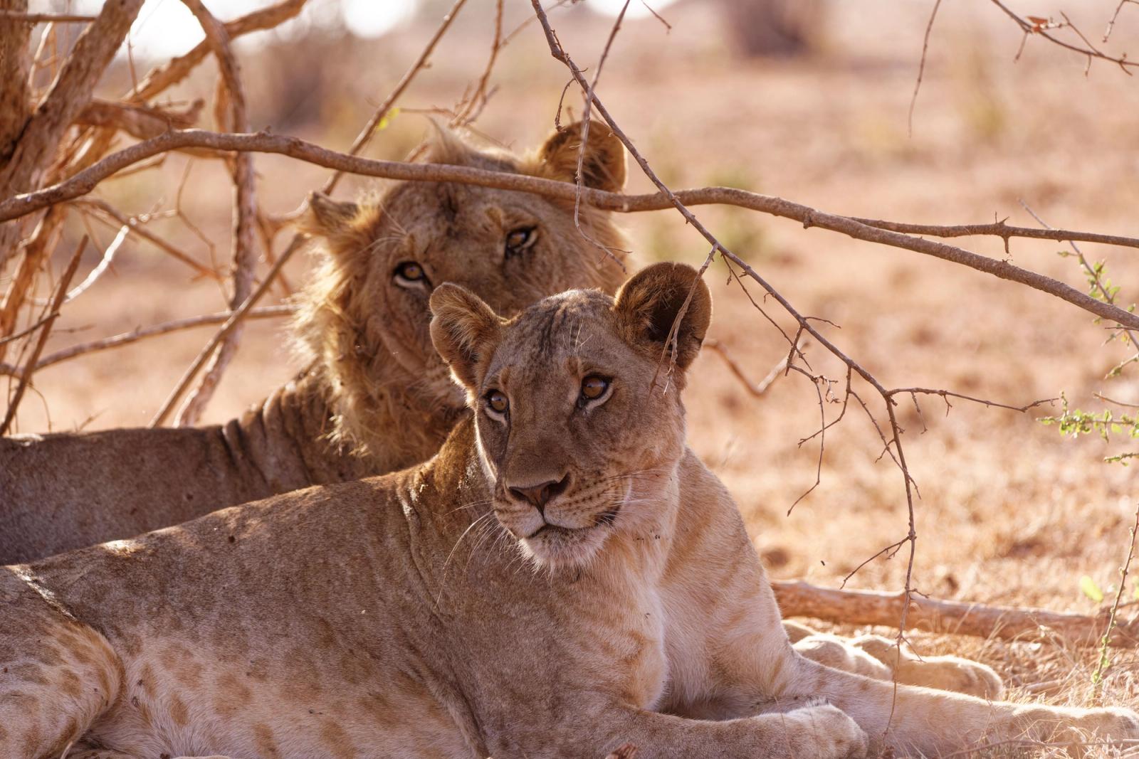 Two lions rest under a tree in Taita-Taveta County, Kenya, showcasing their majestic presence