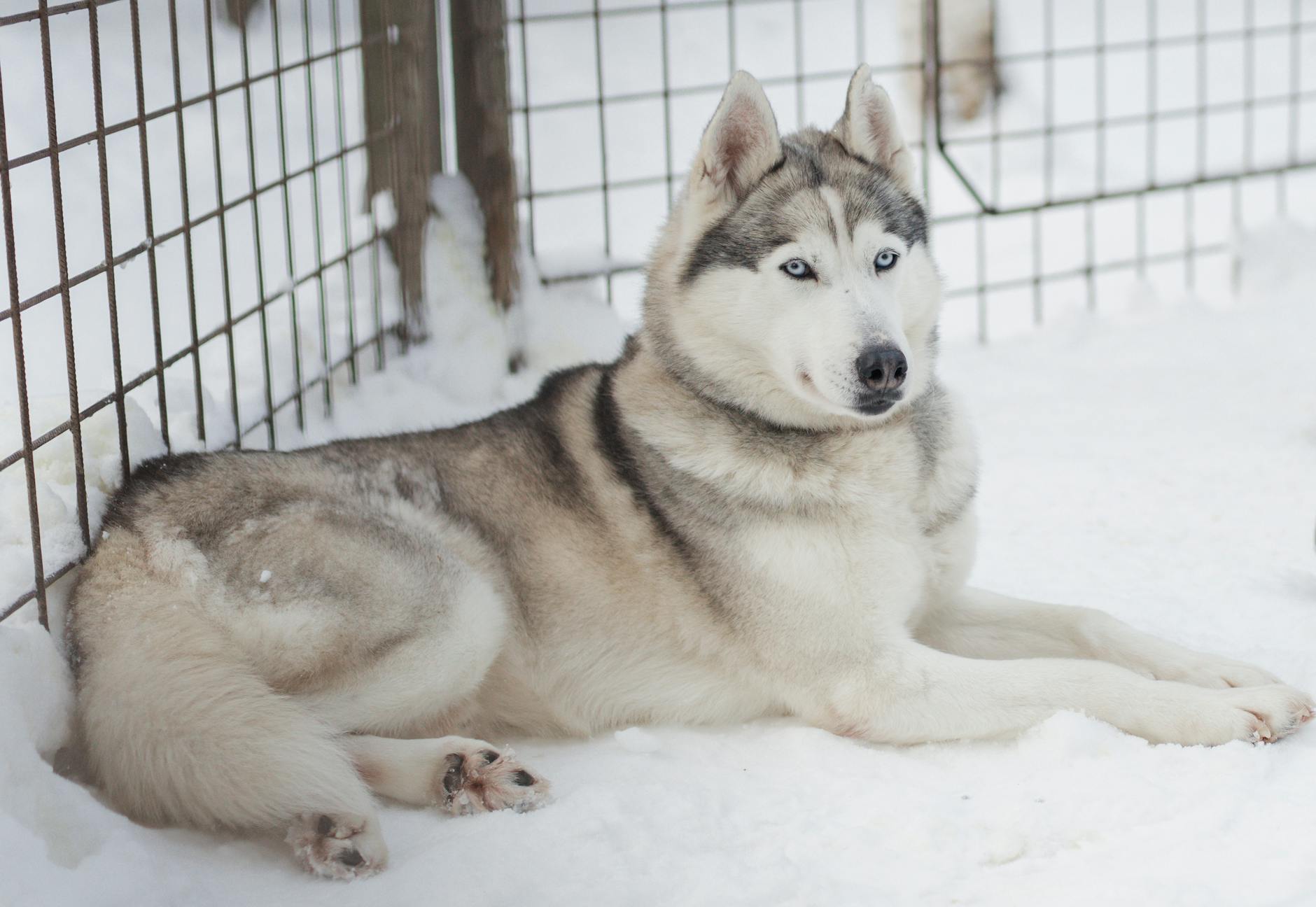 Rovaniemi Husky Safari — Finland