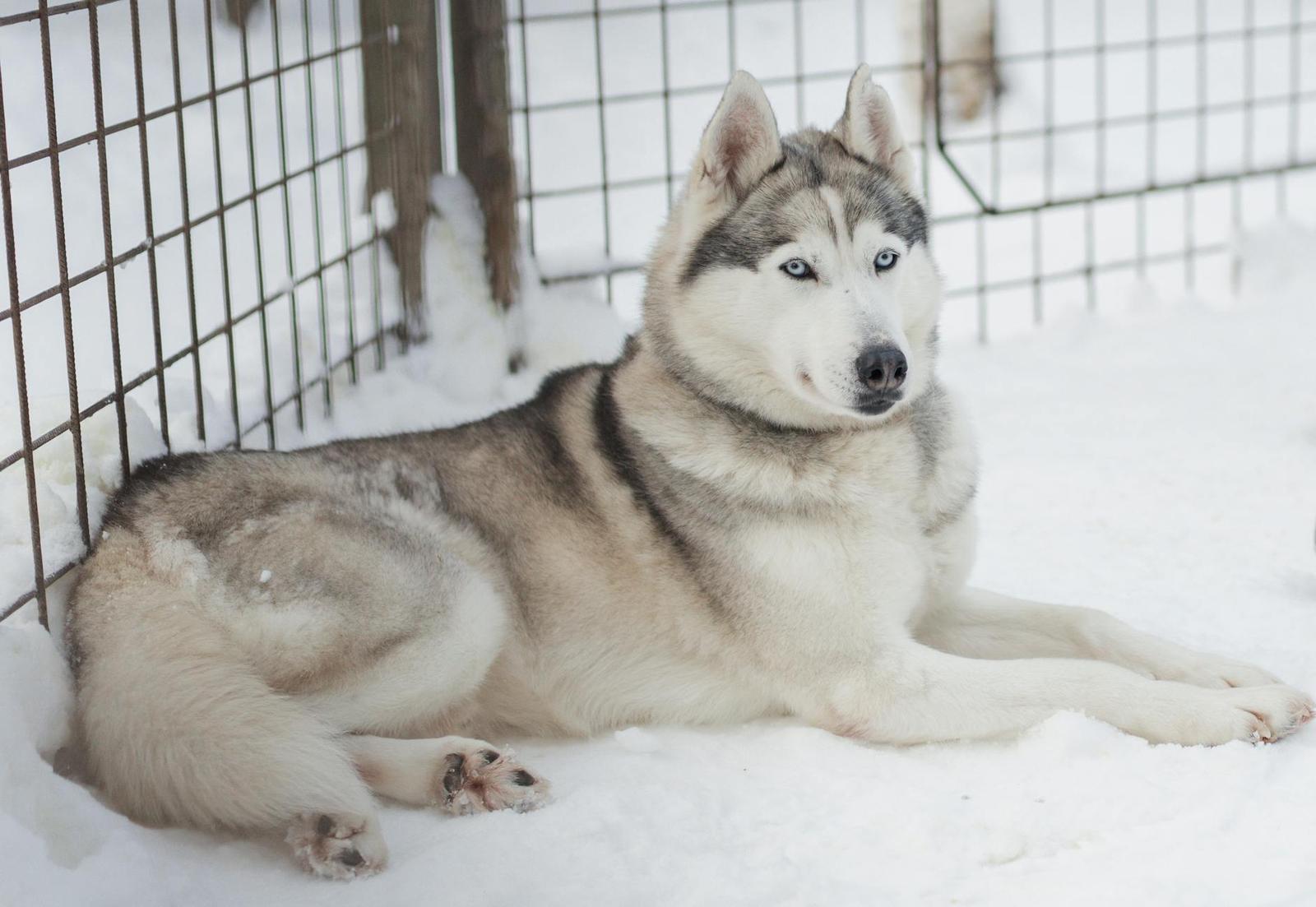 Husky with blue eyes resting in snow beside a wire fence