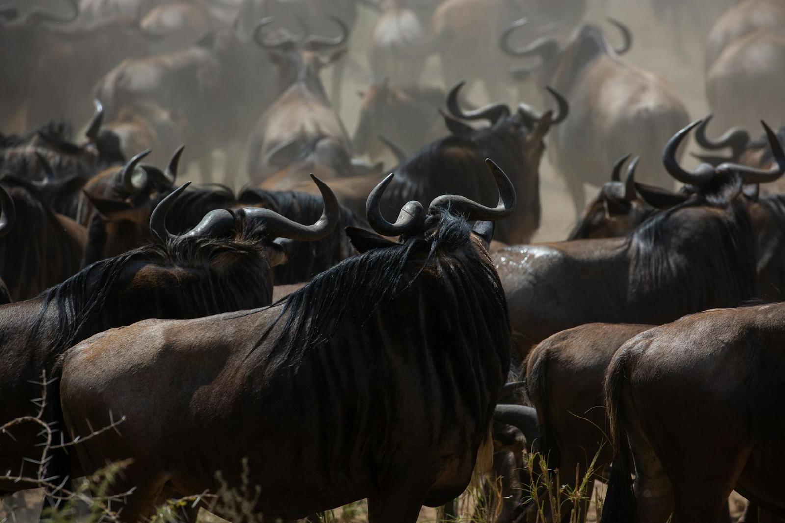 A dramatic image of a wildebeest herd migrating through the savanna