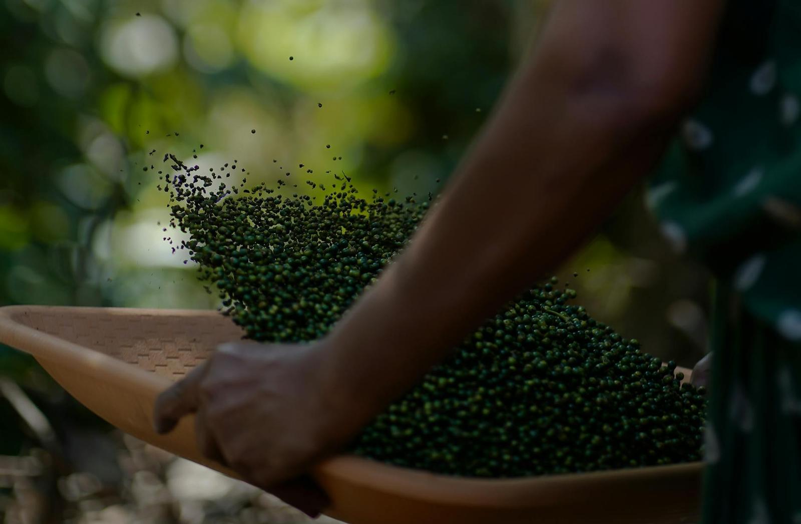 Periyar Spice Plantation Tour, India