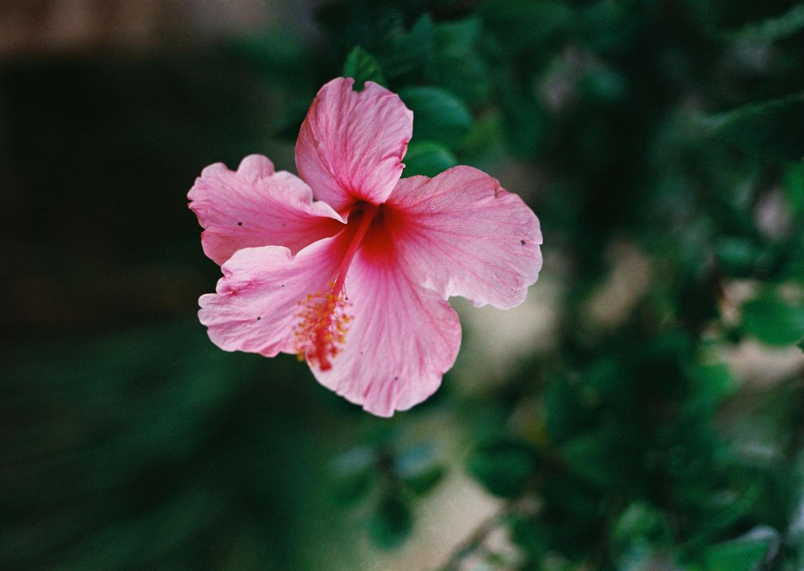 Vedr going pink — Ibiza, Spain