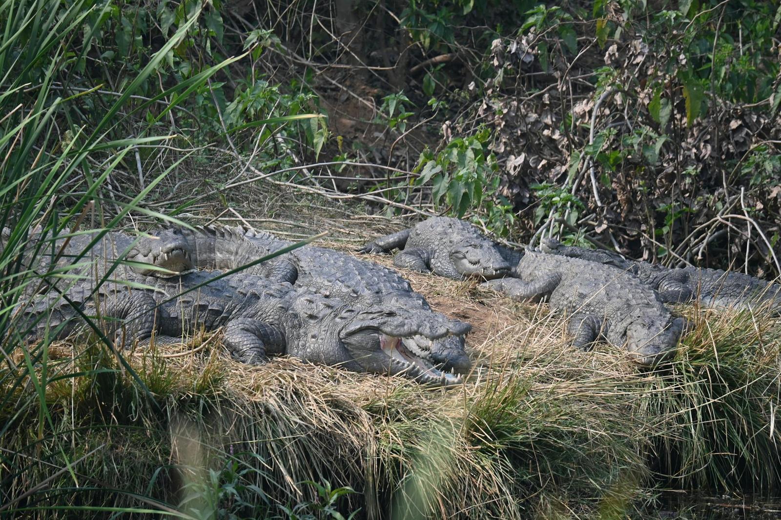 Bhitarkanika Crocodile Sanctuary, India