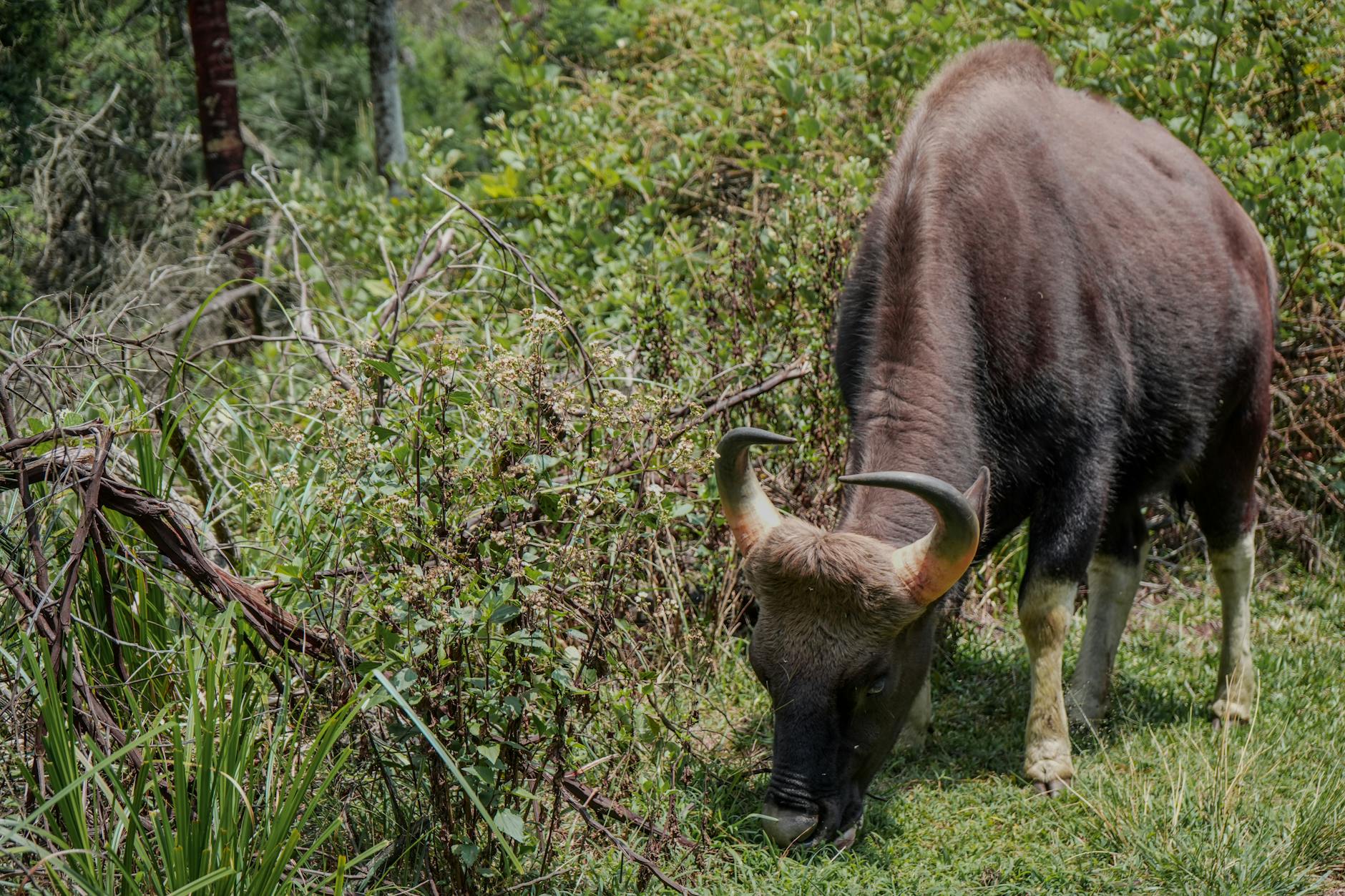 Thekkady, India