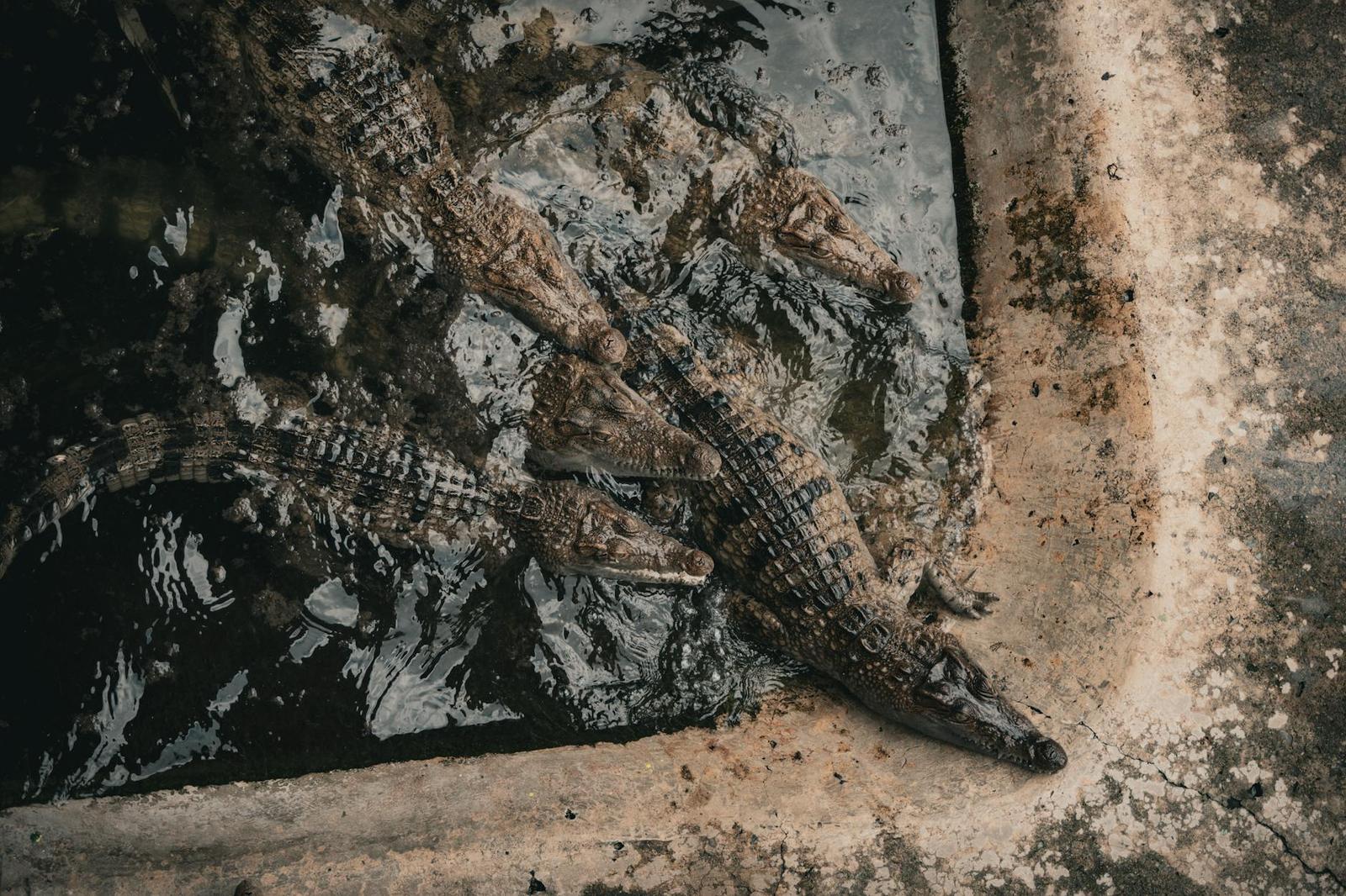 Crocodile Farm & Adventure, Malaysia