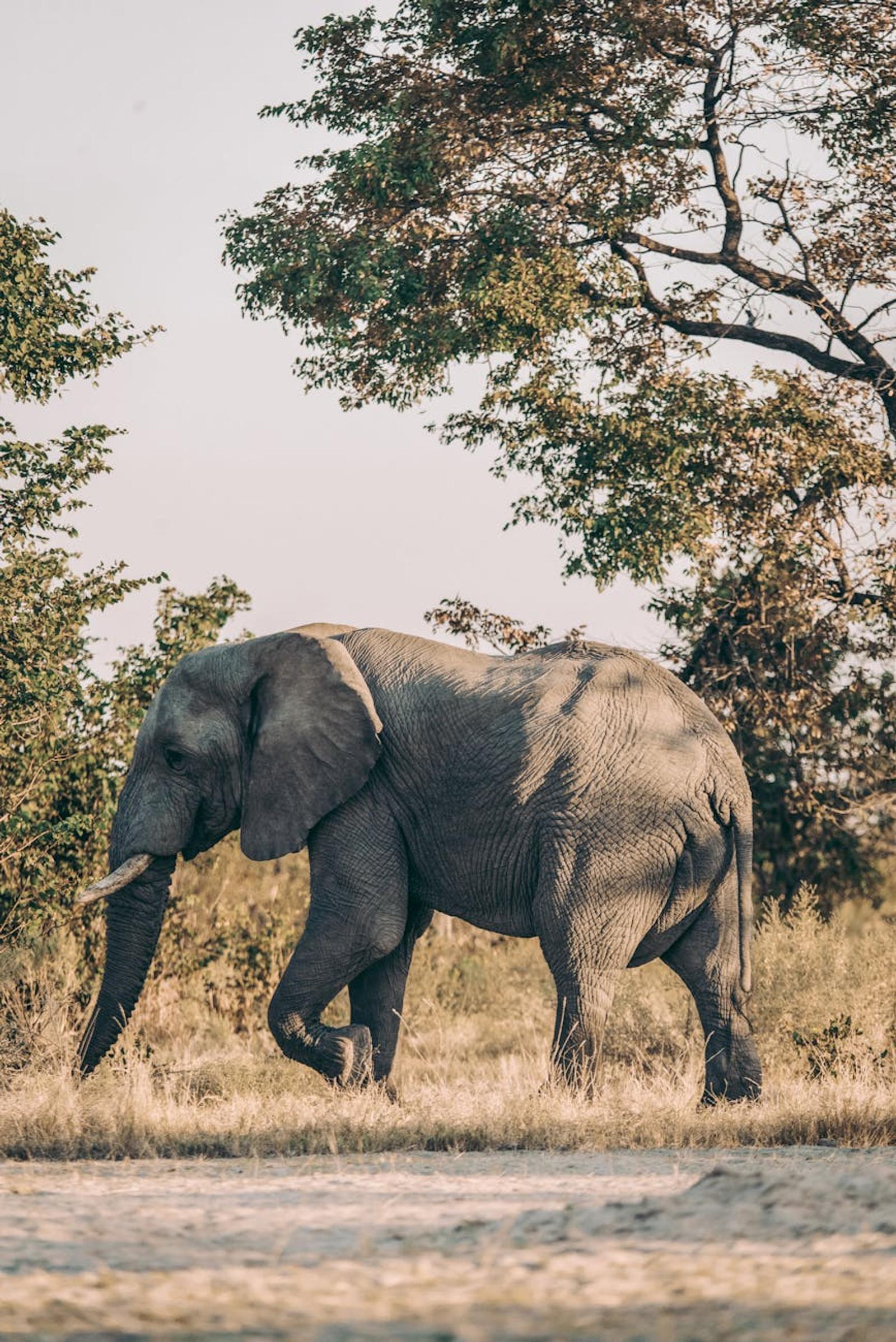 Majestic African elephant strolling through the wild in Botswana