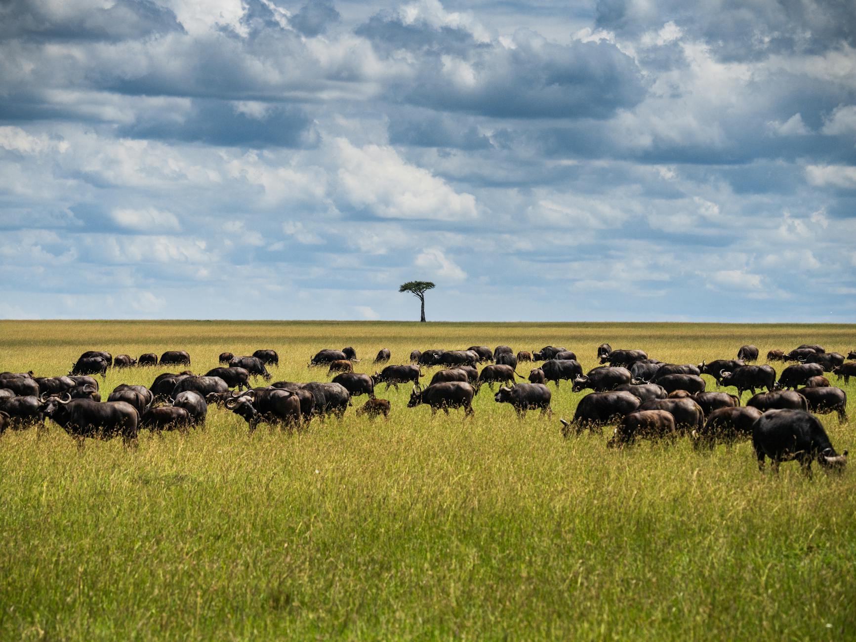 Search Wildlife Masai Mara — Kenya