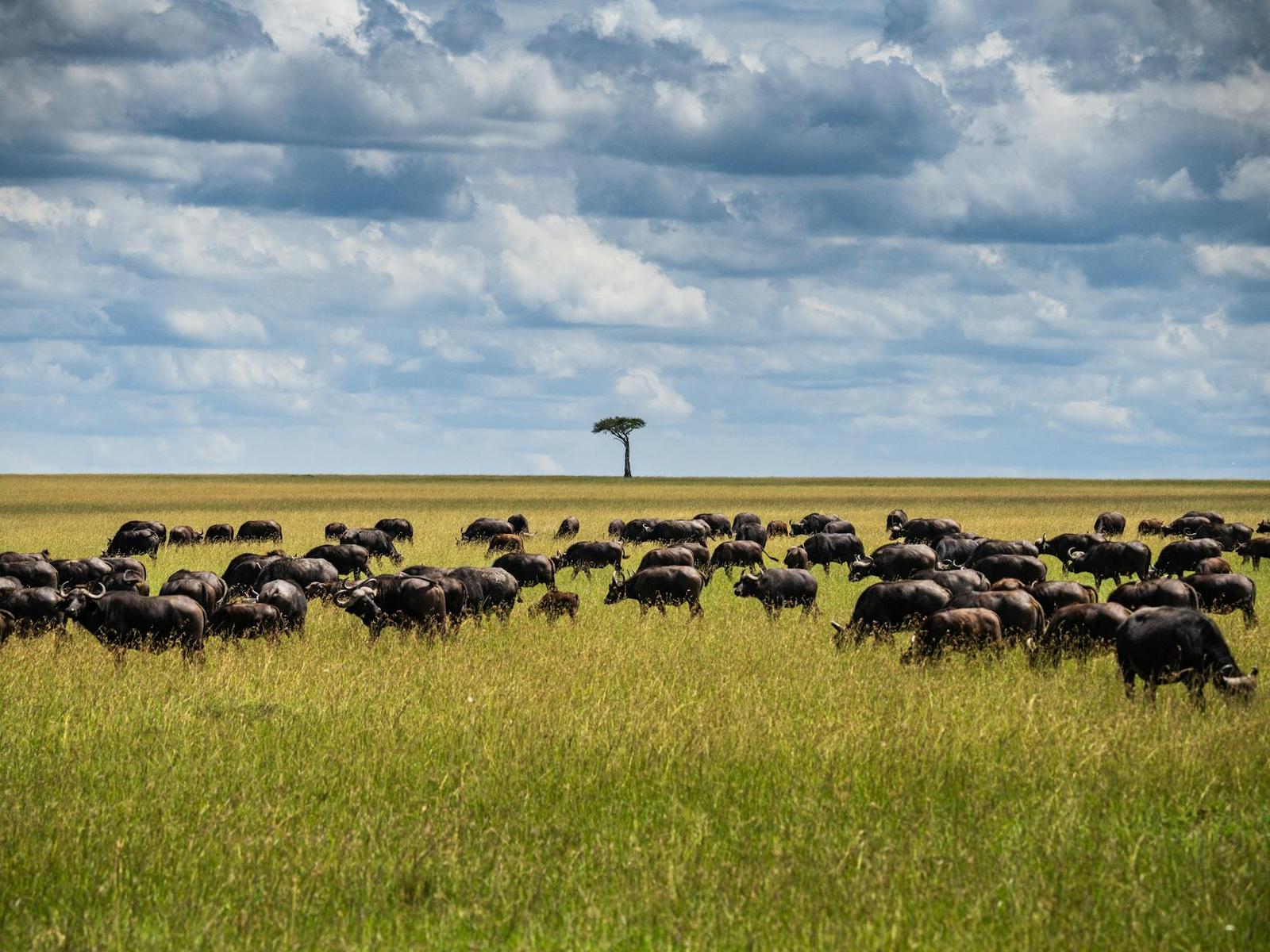 Search Wildlife Masai Mara — Kenya