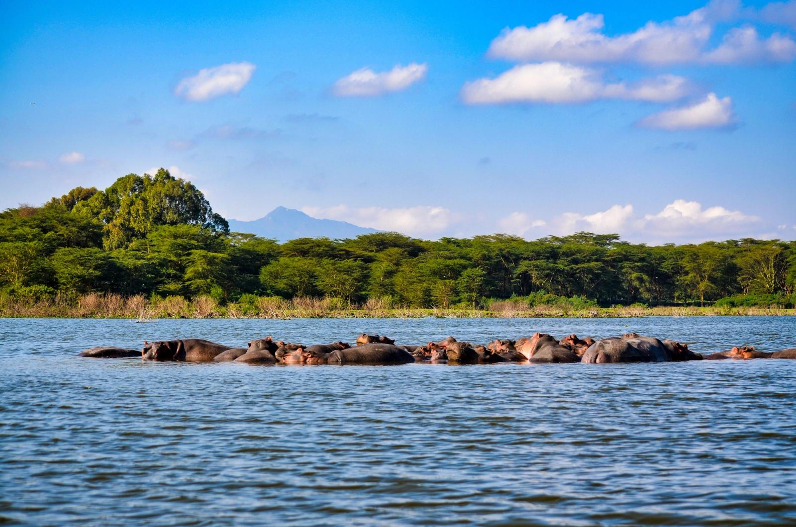 A herd of hippos lounging in Lake Nakuru, surrounded by lush greenery and mountains in Kenya