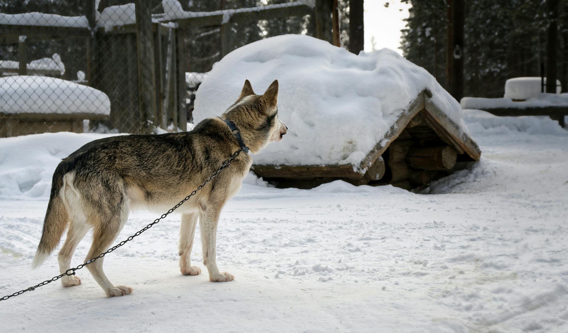 Husky Safari, Finland