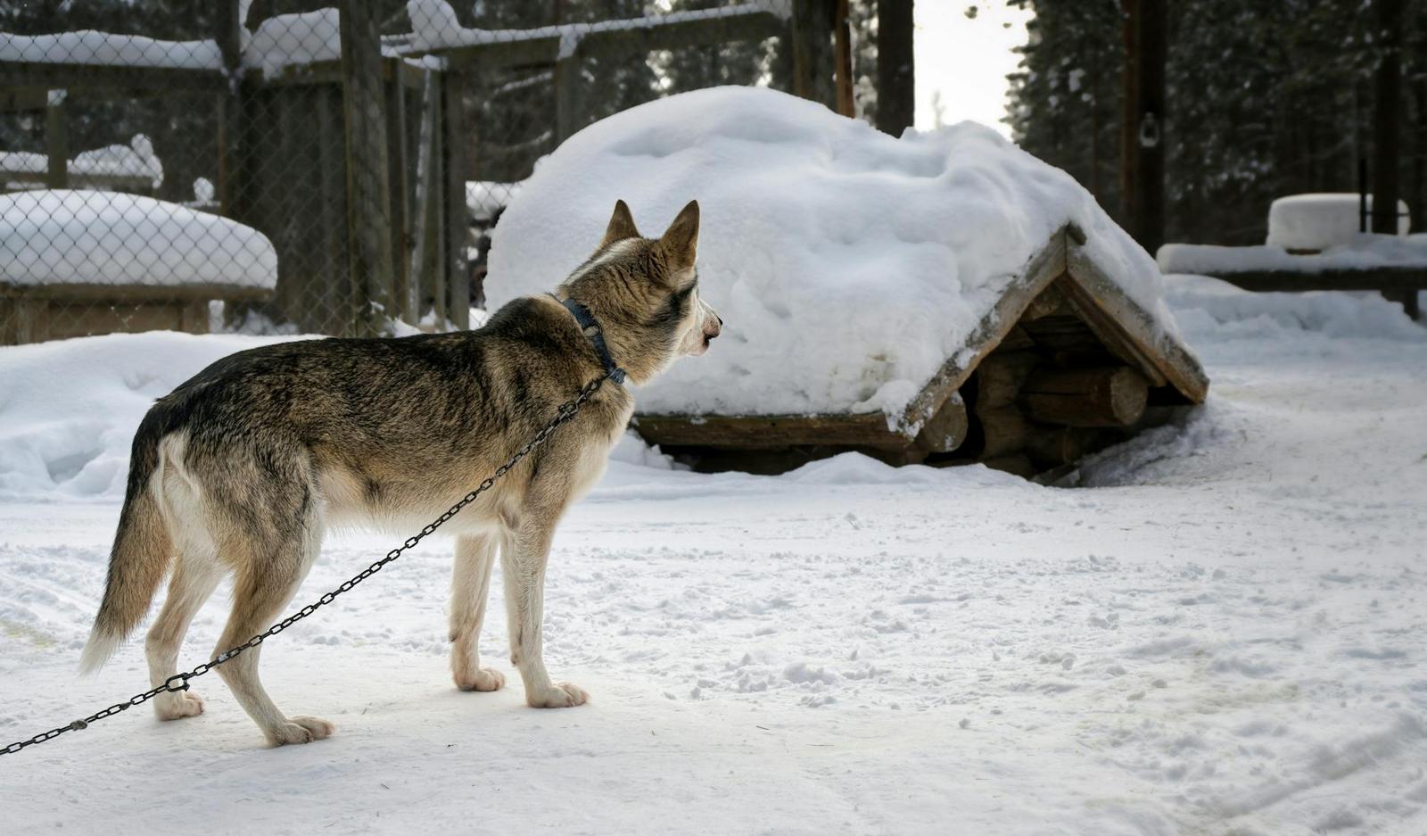 Husky Safari, Finland