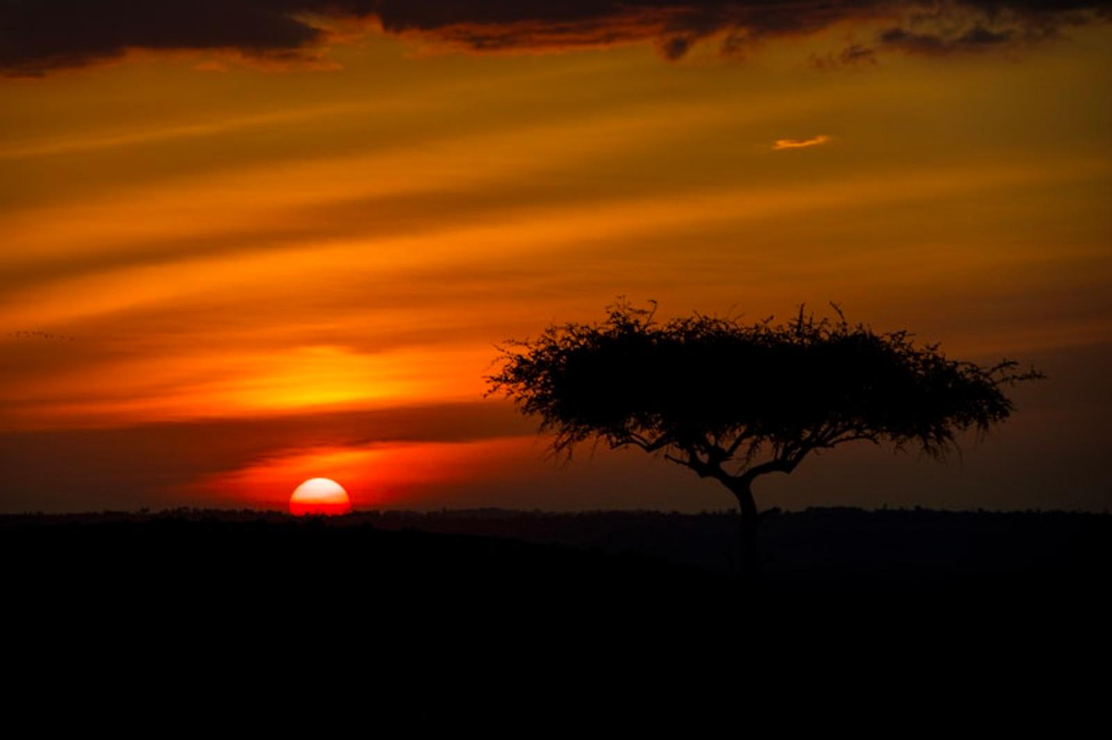 Acacia tree at dusk