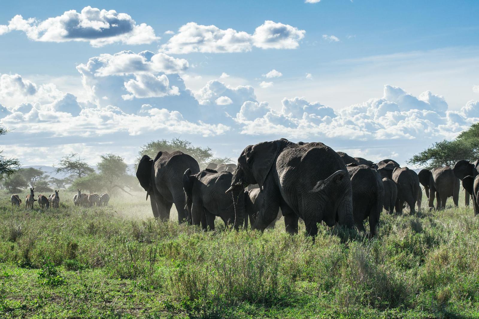 An elephant herd crossing the Maasai Mara plains, Kenya