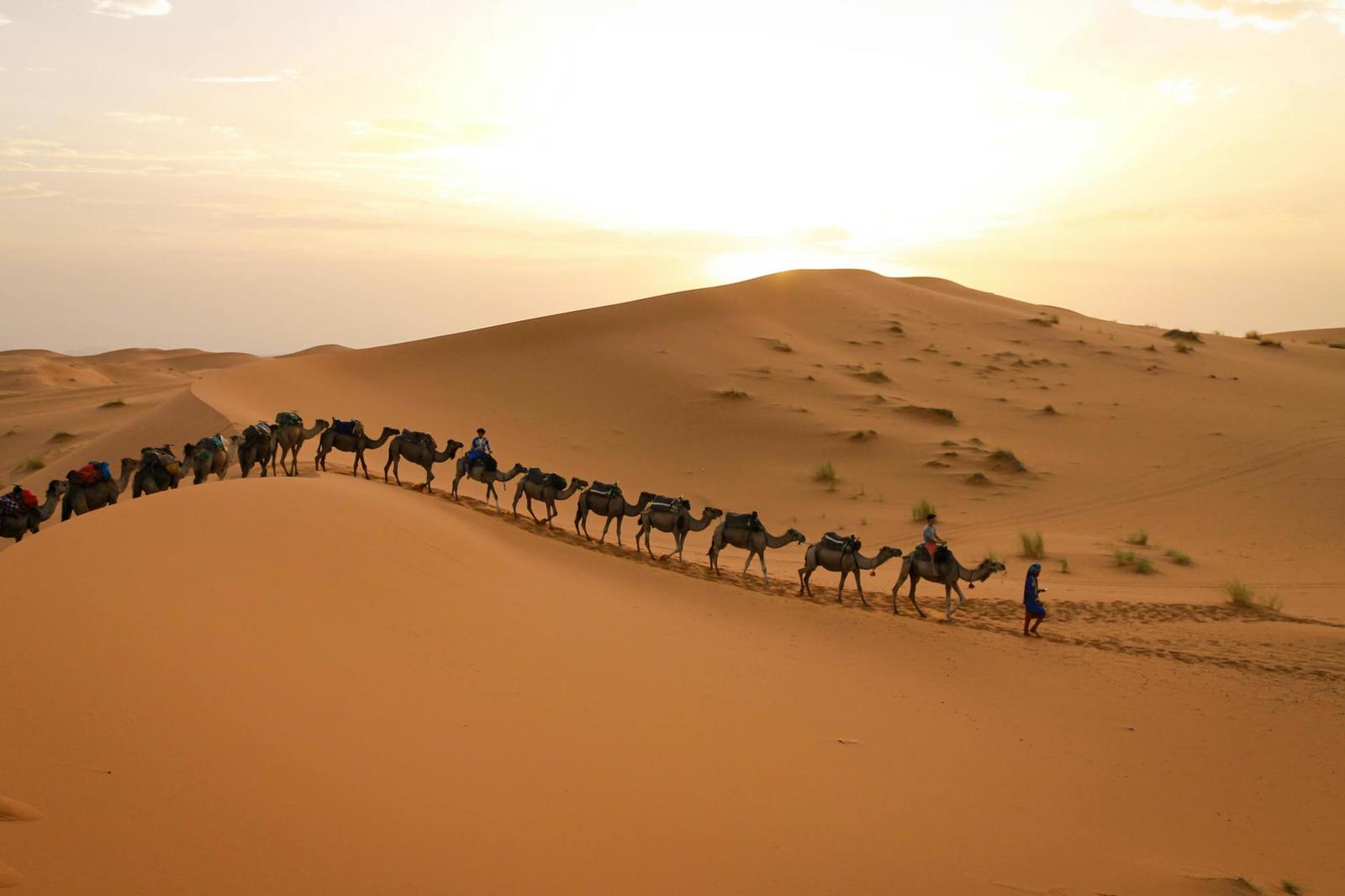 Camel Ride Sunrise, Morocco