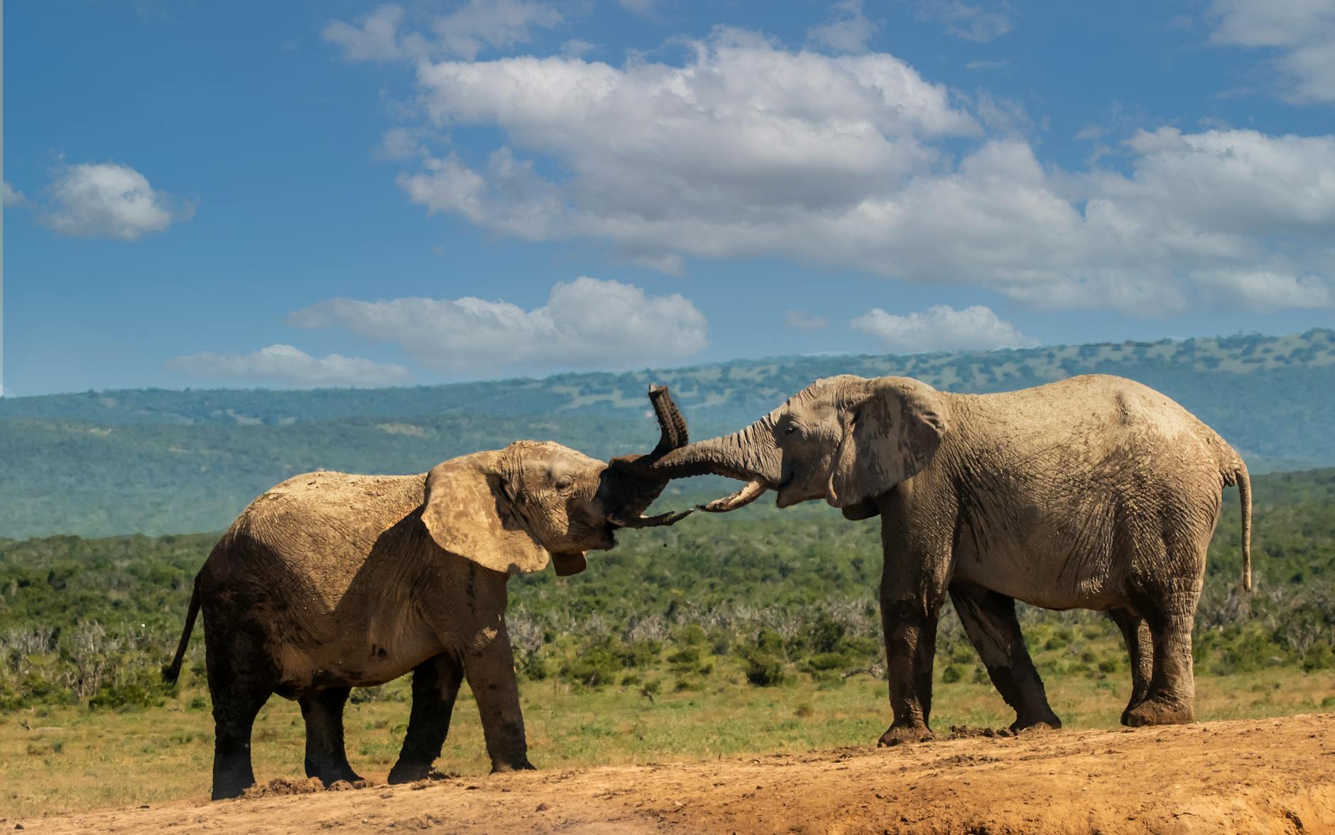 Amboseli Elephants, Kenya