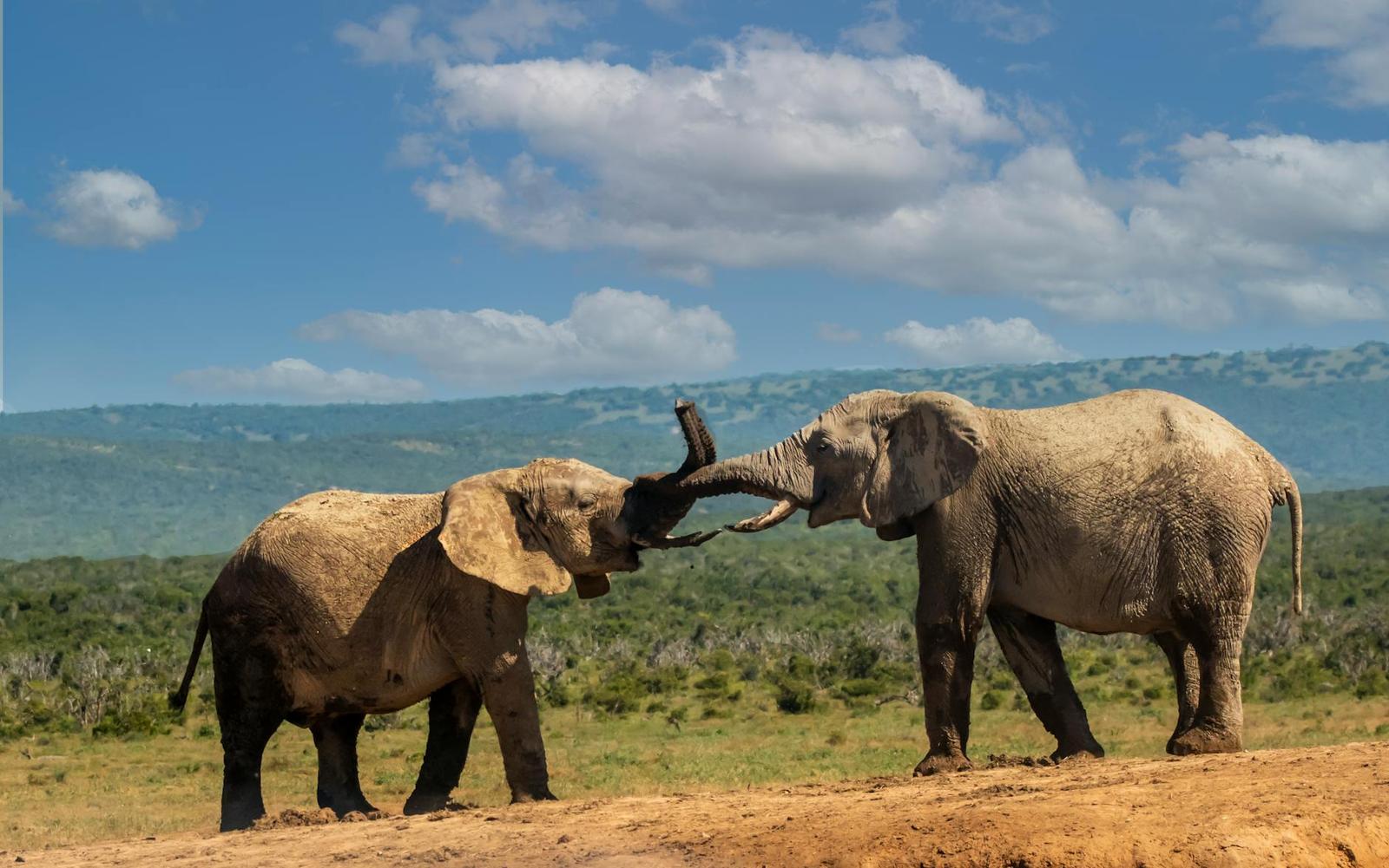 Two elephants locking tusks in a grassy plain under a blue sky