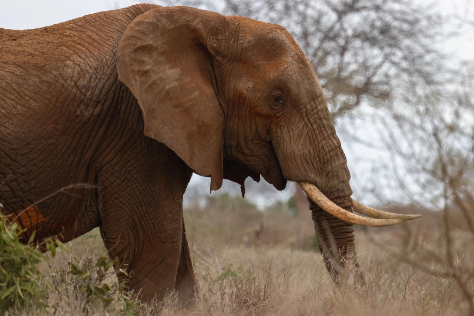 Close-up of a majestic African elephant in Tsavo, Kenya, showcasing its textured skin and large tusks