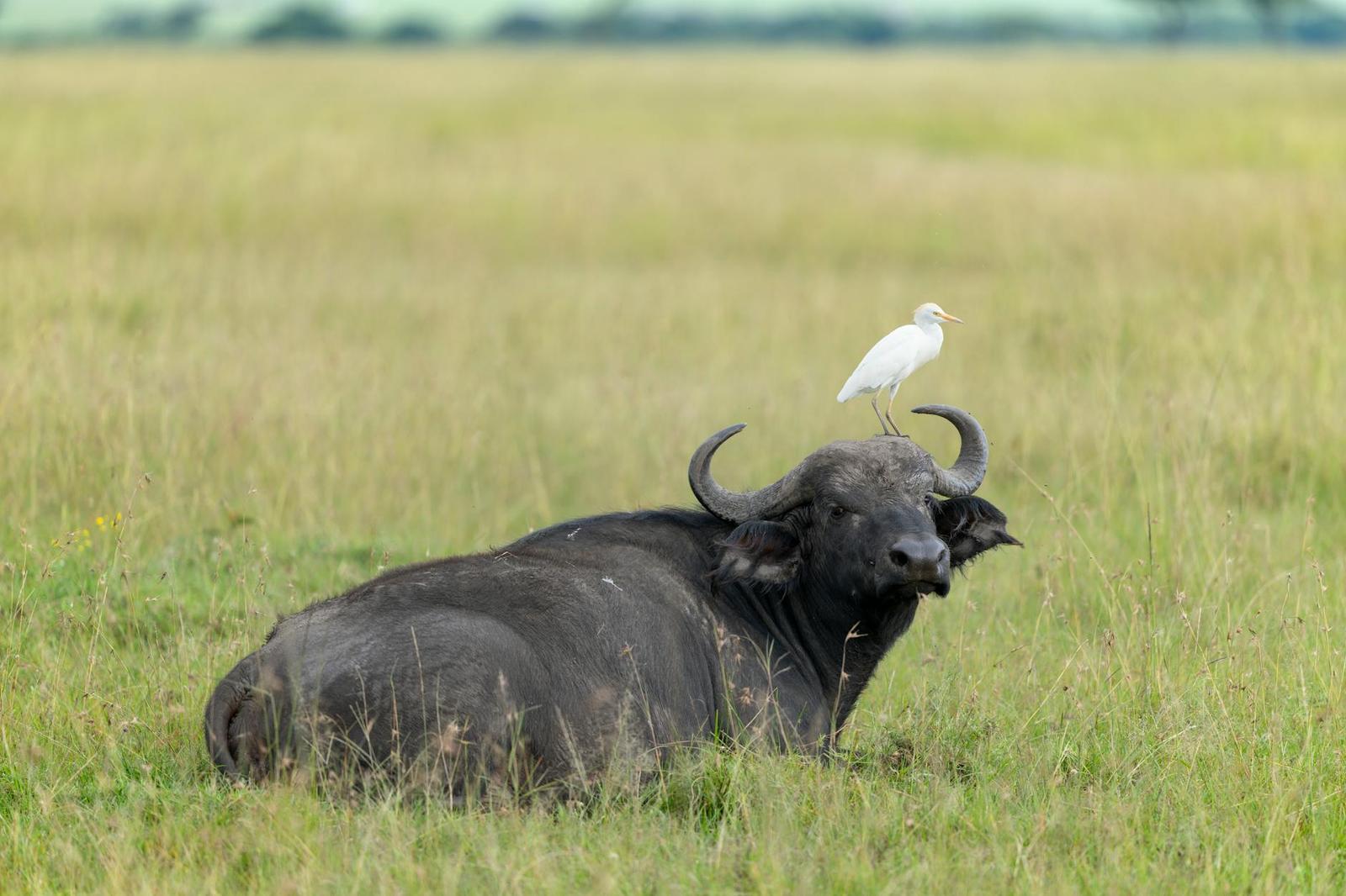 Cattle egret perched on the horns of a resting buffalo in tall grass