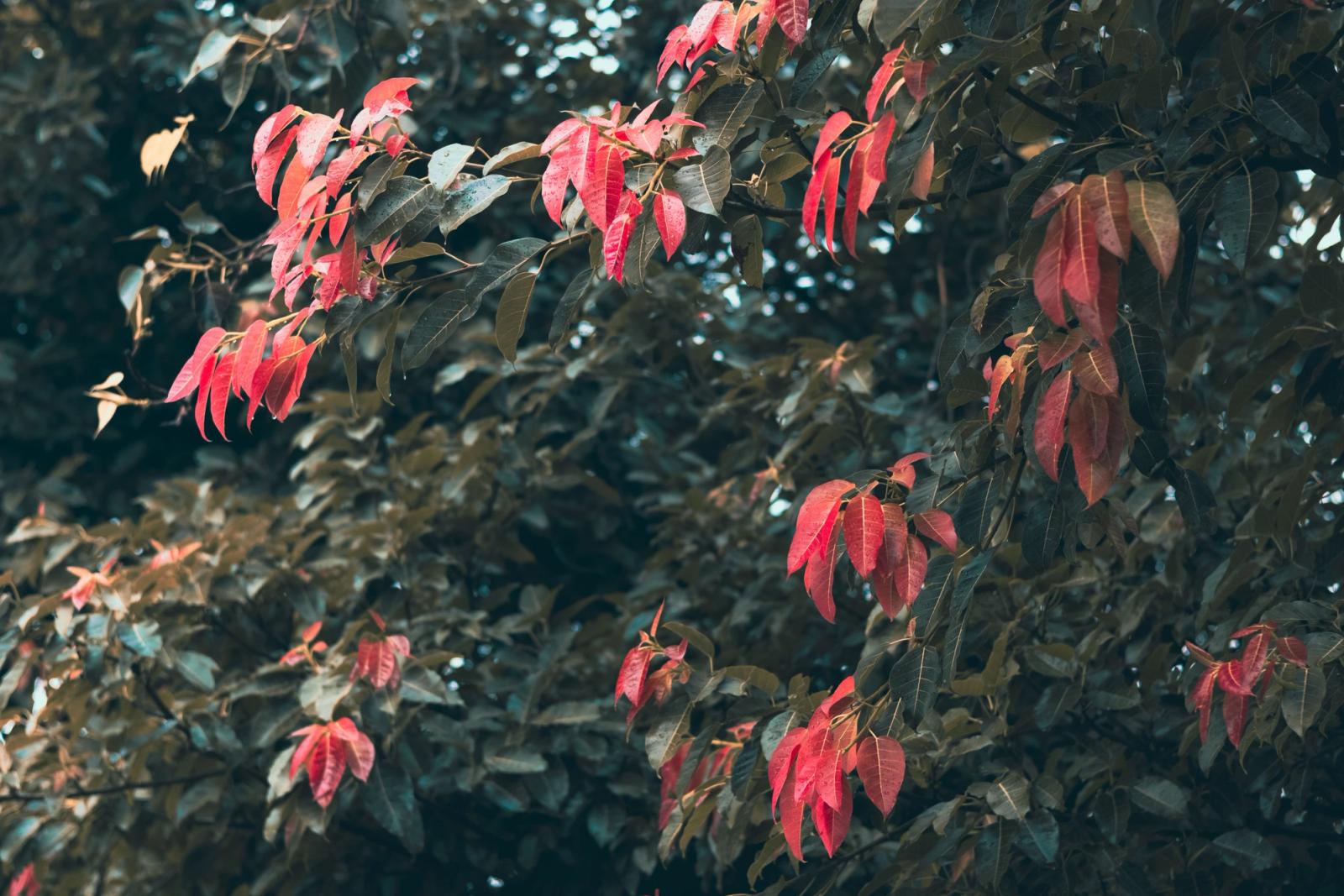 Beautiful red leaves during autumn in Chandigarh, India, showcasing nature's vivid colors