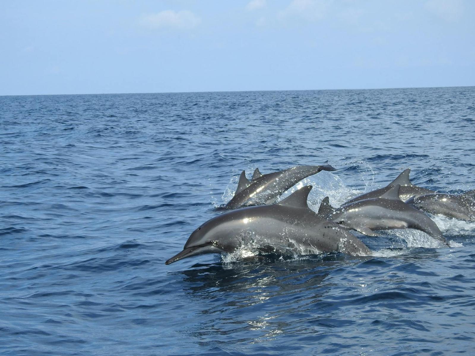 Chilika Lake Dolphin Safari — Odisha, India