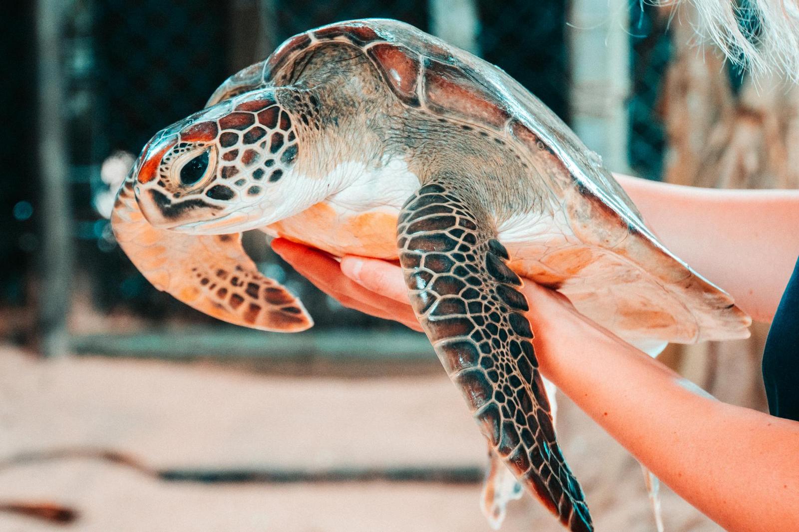 Bentota Turtle Hatchery, Sri Lanka