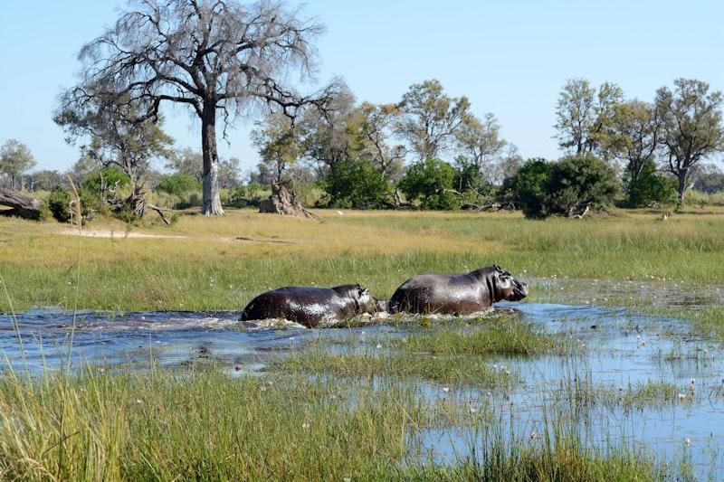 Okavango lechwe