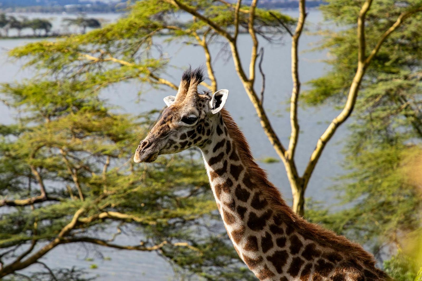 Giraffe head and neck framed by acacia branches beside a lake