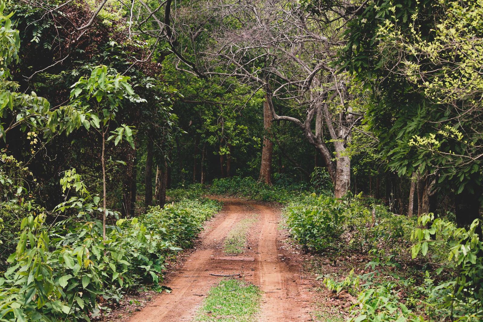 A dirt trail winding through a dense green forest