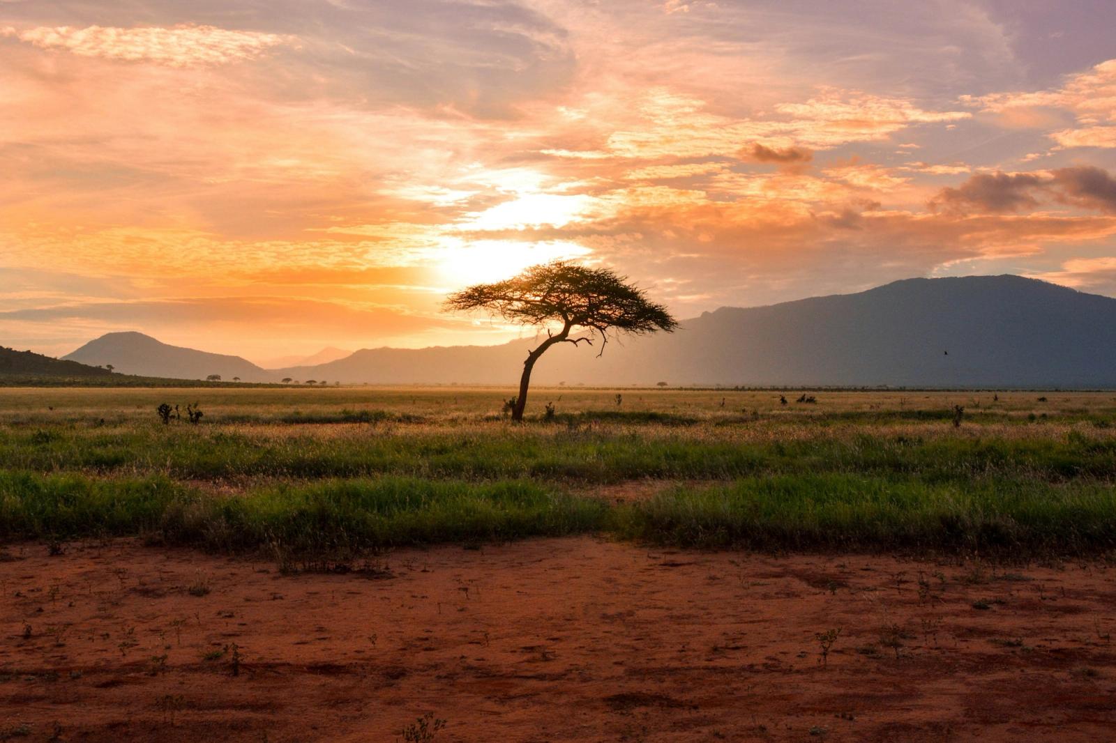 A lone acacia tree standing in savanna grassland at sunrise