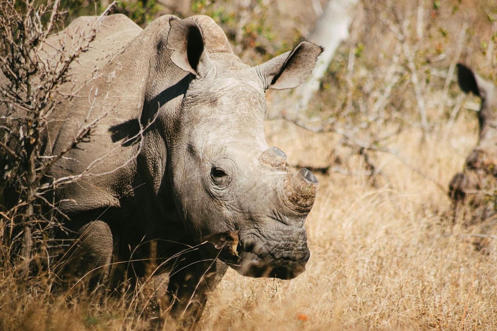 Rhinoceros standing alert in tall golden grass