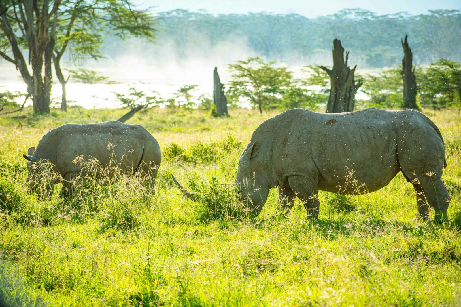Lake Nakuru rhinos, Kenya