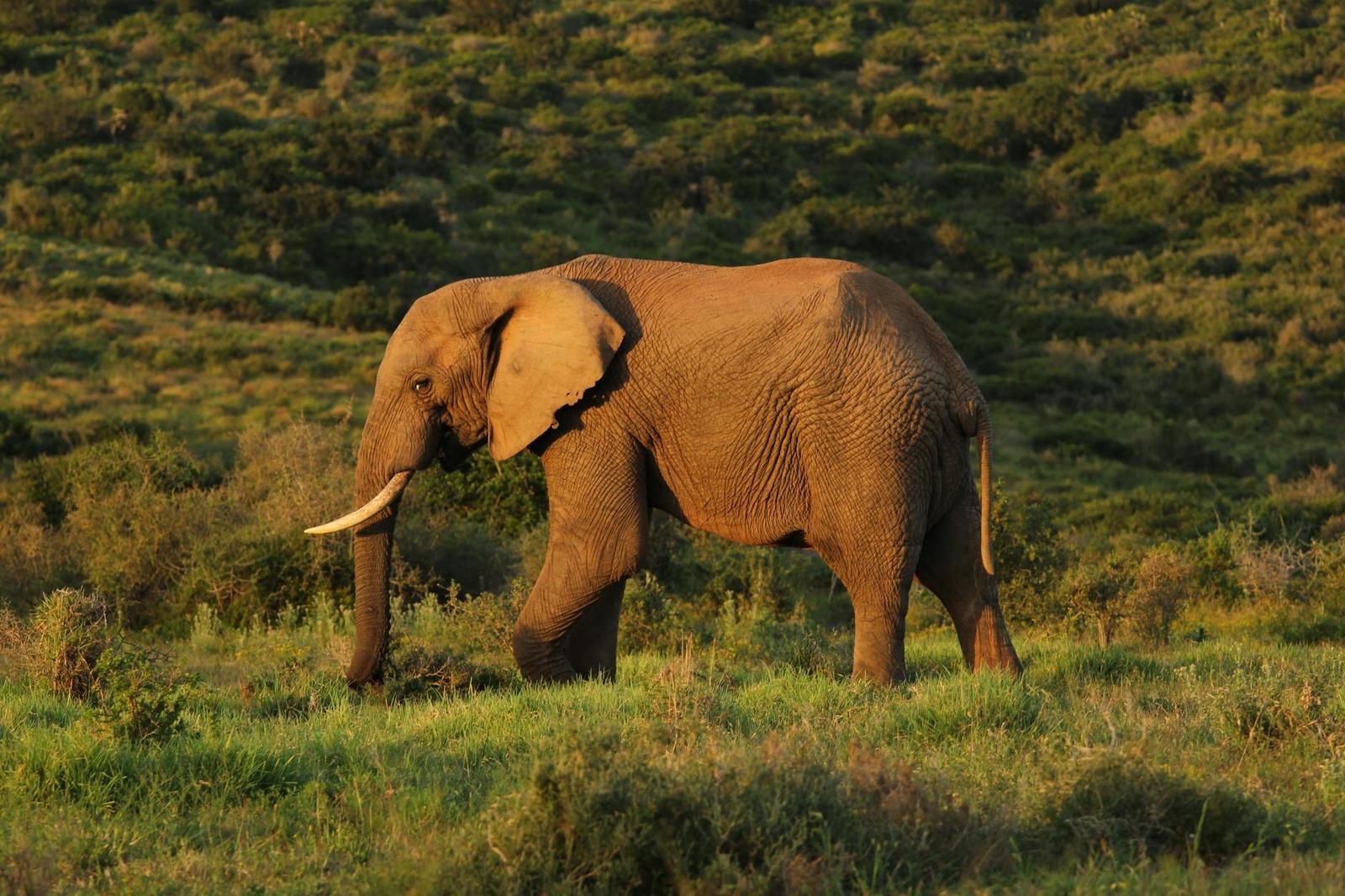 Amakhala Big Five, South Africa