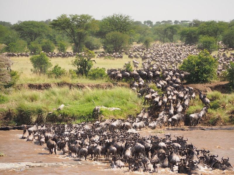 Serengeti wildebeest migration
