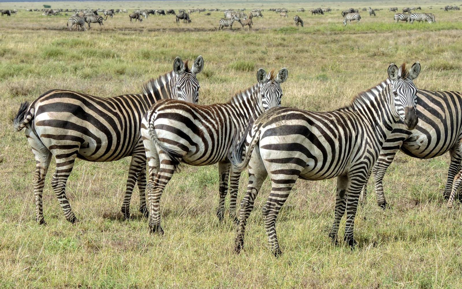 Cluster of zebras facing different directions in dry grassland