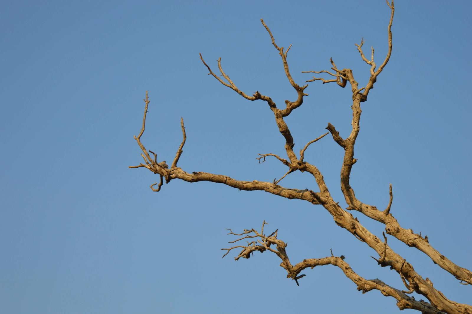 Sunlit dry tree branches stretching against a vibrant clear blue sky in Jaipur