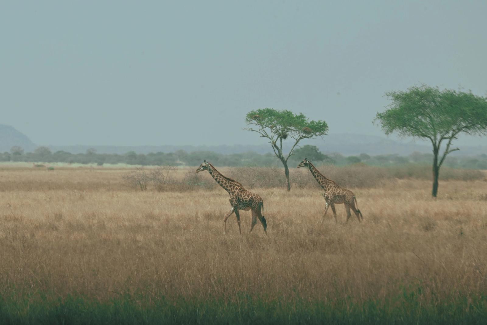 Majestic giraffes roam the open savanna landscape, showcasing the beauty of African wildlife