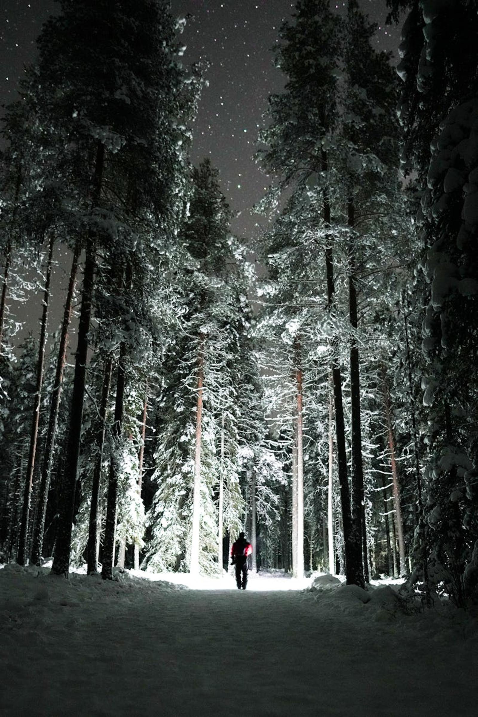 Lone figure walking a snowy forest path beneath tall pines at night