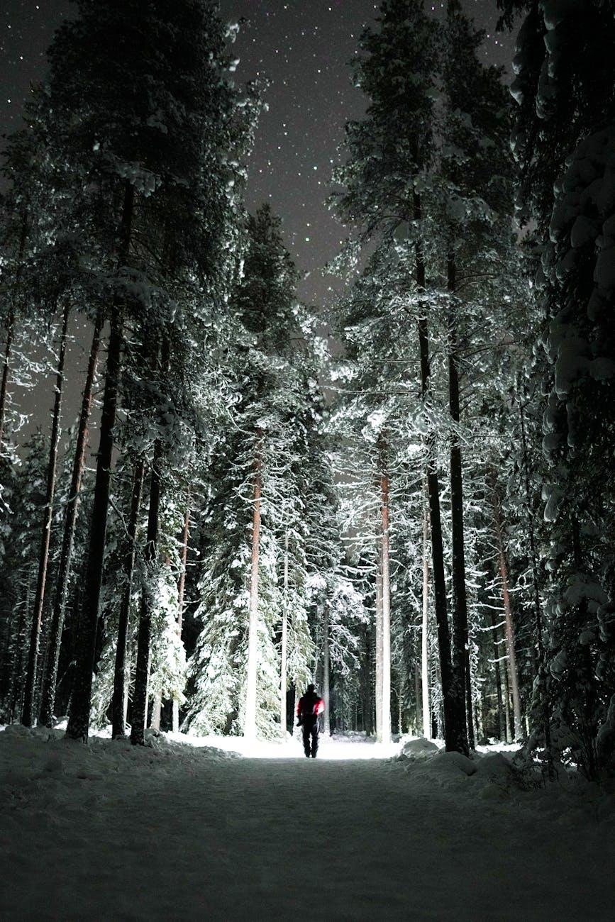 Lone figure walking a snowy forest path beneath tall pines at night