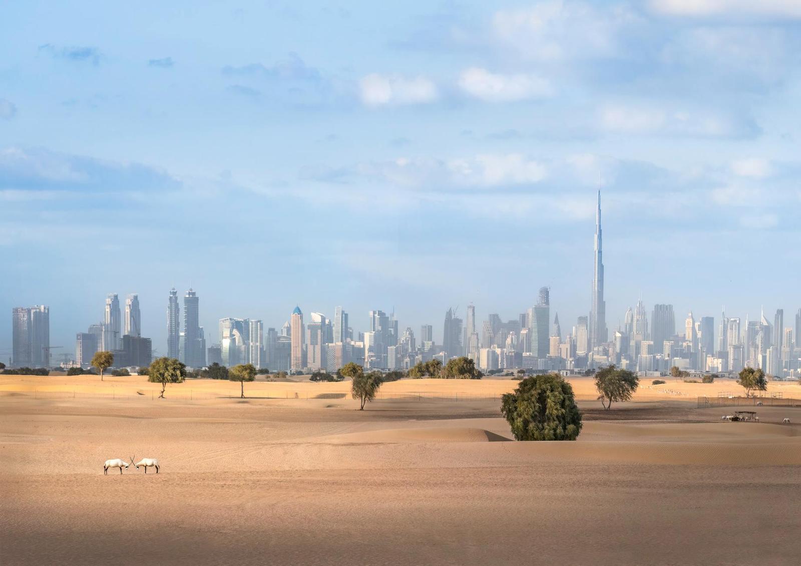 Desert scrubland with grazing animals and a distant city skyline