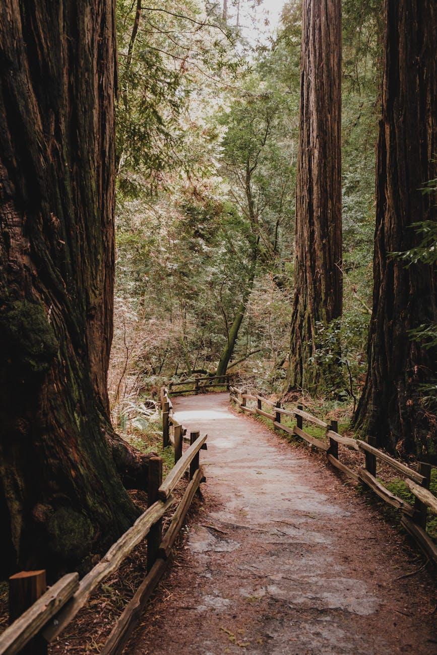 Muir Woods Sausalito — USA