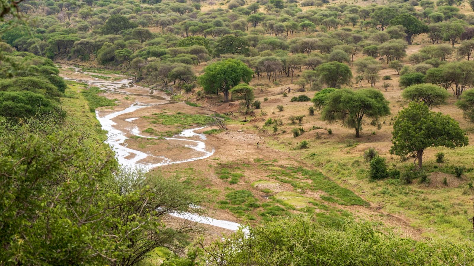 Aerial view capturing a tranquil scene of green plains with sparse trees and a meandering river